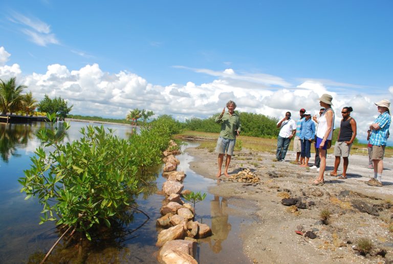 Mangrove Reforestation | Fragments of Hope